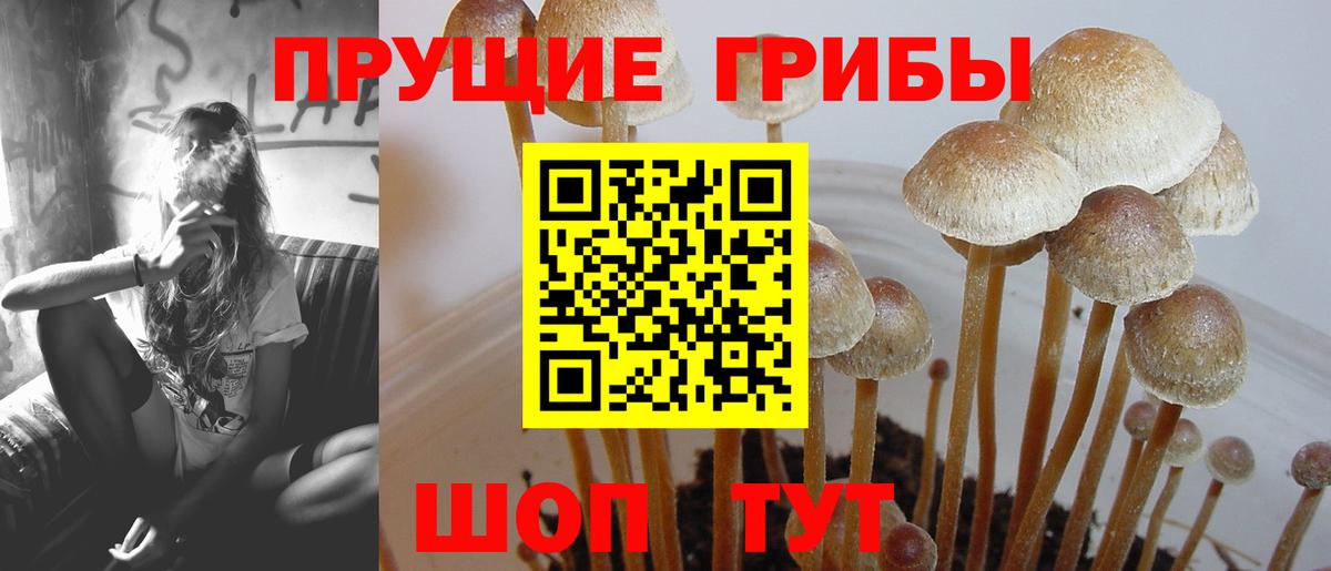 Псилоцибиновые грибы Psilocybe  Вход с VPN  Сертолово 